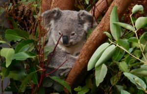 Ten koala, nebo ta koala?