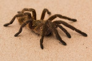 Máte fobii, nebo fóbii z pavouků?